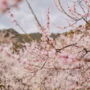 嘎拉桃花园 - 林芝市旅游 缩略图 6