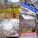 嘎拉桃花园 - 林芝市旅游 缩略图 9