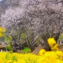 嘎拉桃花园 - 林芝市旅游 缩略图 7