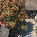凤城河风景区 - 泰州市旅游 缩略图 1