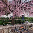 日本山梨县山中湖村 - 山中湖村旅游 缩略图 9