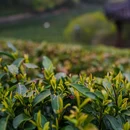 杭州龙井山园 - 杭州市旅游 缩略图 3