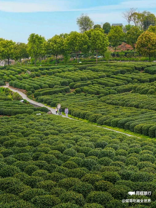 杭州龙井山园 - 杭州市旅游