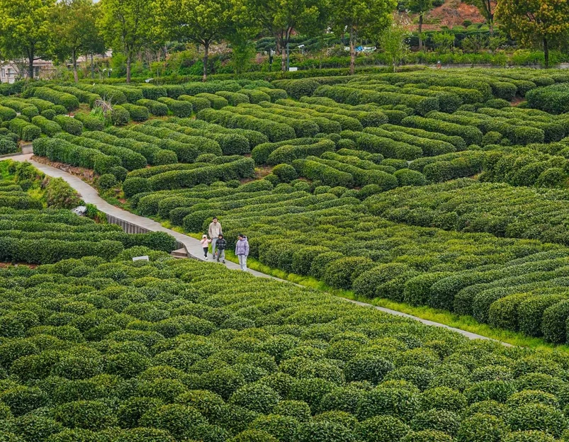 杭州龙井山园 - 杭州市旅游 1