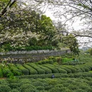 杭州龙井山园 - 杭州市旅游 缩略图 8