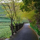 杭州龙井山园 - 杭州市旅游 缩略图 9