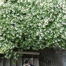 四川大学(望江校区) - 成都市旅游 缩略图 3