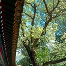 团城 - 北京市旅游 缩略图 1