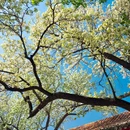团城 - 北京市旅游 缩略图 2