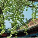 团城 - 北京市旅游 缩略图 3
