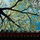 团城 - 北京市旅游 缩略图 4