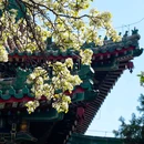 团城 - 北京市旅游 缩略图 9
