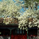 团城 - 北京市旅游 缩略图 6