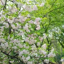 青山公园 - 武汉市旅游 缩略图 8