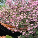 青山公园 - 武汉旅游 缩略图 3