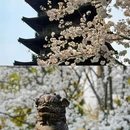 上海宝山寺 - 上海市旅游 缩略图 4