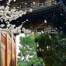 上海宝山寺 - 上海市旅游 缩略图 2