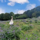 三圣乡花市 - 成都市旅游 缩略图 3