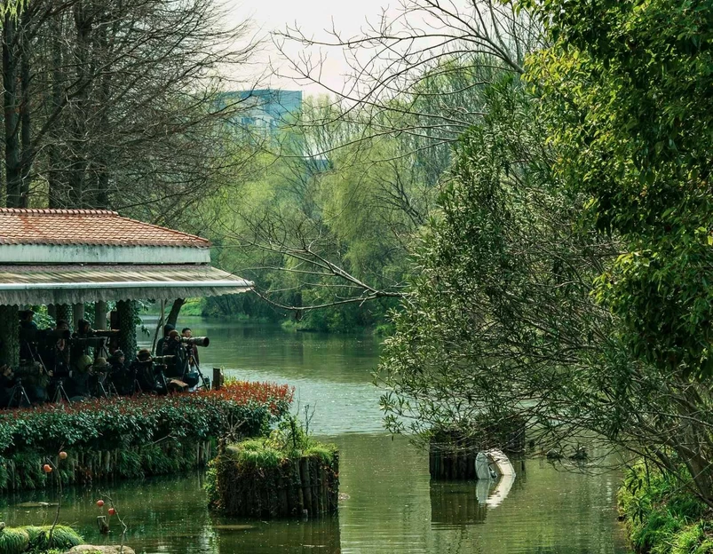 新江湾湿地生态观鸟拍鸟基地 - 上海市旅游 1