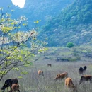 花麻屯 - 柳州市旅游 缩略图 9