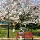 中山公园-孙文莲池 - 青岛市旅游 缩略图 2