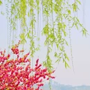 白堤 - 杭州市旅游 缩略图 2