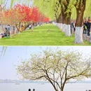 白堤 - 杭州市旅游 缩略图 4
