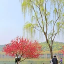 白堤 - 杭州市旅游 缩略图 6