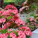 锡惠公园 - 无锡市旅游 缩略图 1