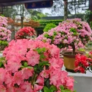 锡惠公园 - 无锡市旅游 缩略图 7