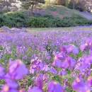 圆明园黑天鹅观赏区 - 北京市旅游 缩略图 4