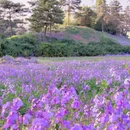 圆明园黑天鹅观赏区 - 北京市旅游 缩略图 6