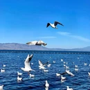 洱海景区 - 大理白族自治州旅游 缩略图 1