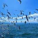 洱海景区 - 大理白族自治州旅游 缩略图 4