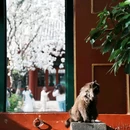 北京郭沫若纪念馆 - 北京市旅游 缩略图 6