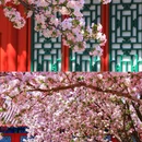 恭王府博物馆 - 北京市旅游 缩略图 5