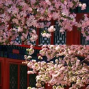 恭王府博物馆 - 北京市旅游 缩略图 2