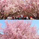 恭王府博物馆 - 北京市旅游 缩略图 1