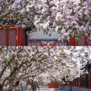 恭王府博物馆 - 北京市旅游 缩略图 6