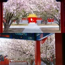 恭王府博物馆 - 北京市旅游 缩略图 8