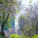 光明区城市广场 - 深圳市旅游 缩略图 4