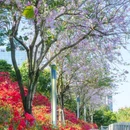 光明区城市广场 - 深圳市旅游 缩略图 1