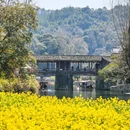 婺源江湾景区 - 上饶市旅游 缩略图 5