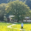 婺源江湾景区 - 上饶市旅游 缩略图 2
