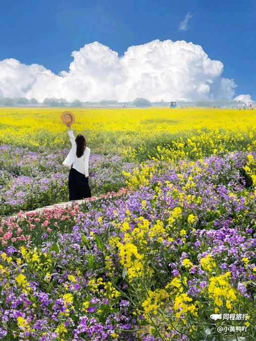 高邮·湖上花海 - 扬州市旅游