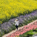 高邮·湖上花海 - 扬州市旅游 缩略图 4