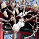 北京和院致心四合院(王府井天安门店) - 北京市旅游 缩略图 5