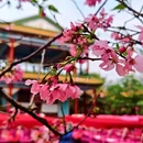 宝墨园景区 - 广州市旅游 缩略图 4