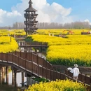 水上油菜花 - 泰州市旅游 缩略图 5