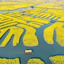 水上油菜花 - 泰州市旅游 缩略图 2